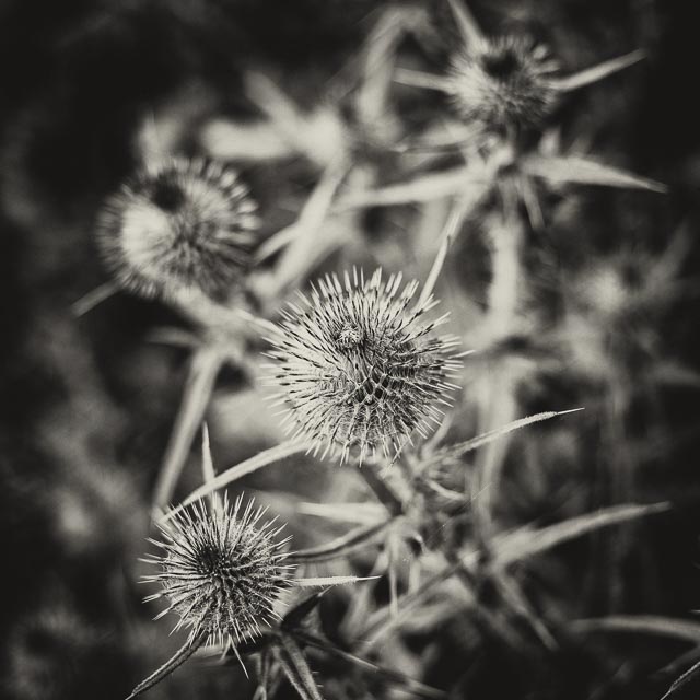 Minolta MD Rokkor 50mm f/1.4 gallery 10