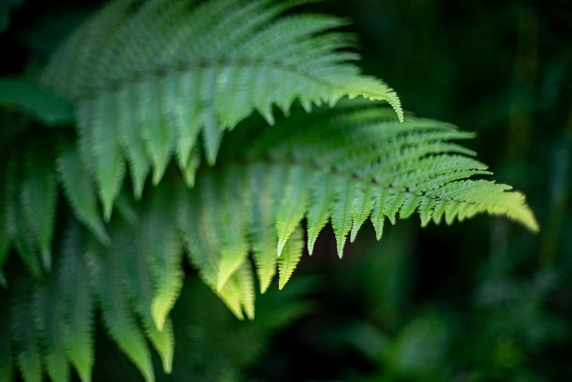 Minolta MD Rokkor 50mm f/1.4 gallery 2