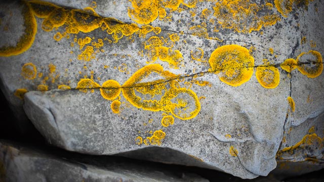 Minolta MD Rokkor 50mm f/1.4 gallery 6