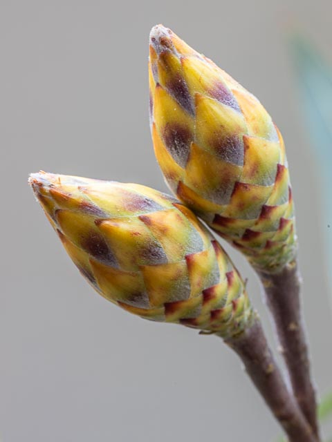 Olympus OM Zuiko 135mm f/4.5 Auto-Macro gallery - Image 10