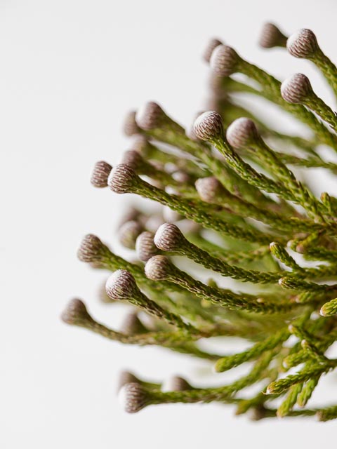 Olympus OM Zuiko 135mm f/4.5 Auto-Macro gallery - Image 3