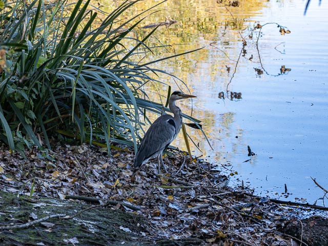 Olympus OM Zuiko 135mm f/4.5 Auto-Macro gallery - Image 12