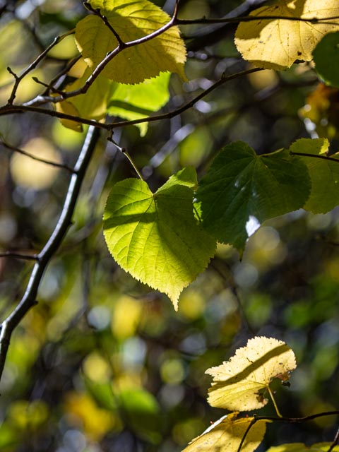 Olympus OM Zuiko 135mm f/4.5 Auto-Macro gallery - Image 13