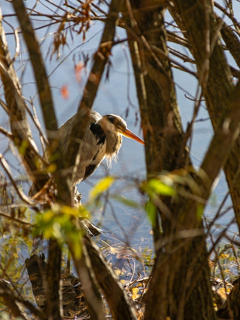 Olympus OM Zuiko 135mm f/4.5 Auto-Macro gallery - Image 11