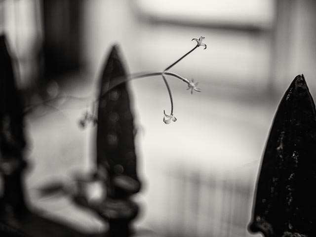 Olympus Pen F lenses on full-frame digital gallery - image 10