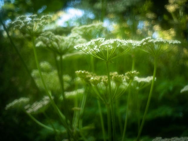 Pentax-110 24mm f/2.8 gallery - Image 4