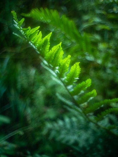 Pentax-110 24mm f/2.8 gallery - Image 1