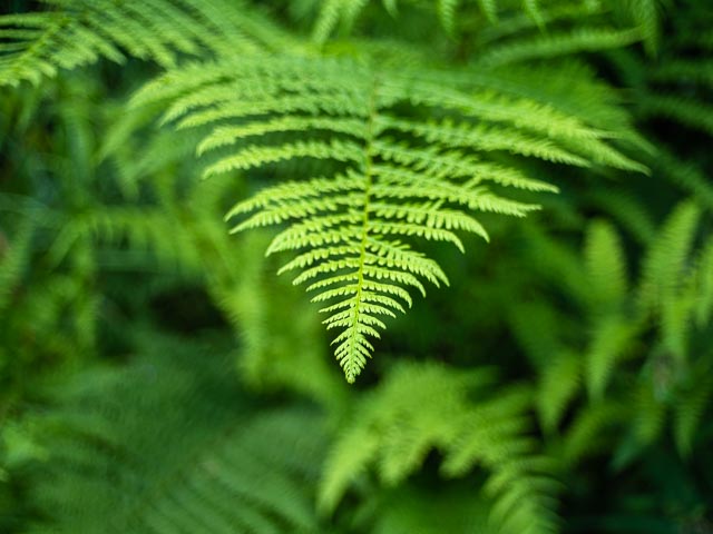 Pentax-110 24mm f/2.8 gallery - Image 6
