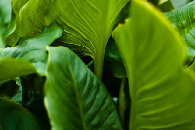 SMC Pentax-A 50mm f/1.2 gallery - Image 4