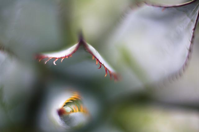 SMC Pentax-A 50mm f/1.2 gallery - Image 7