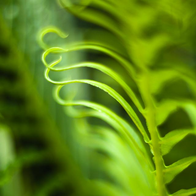 SMC Pentax-A 50mm f/1.2 gallery - Image 9