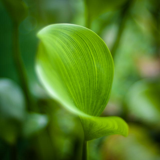 SMC Pentax-A 50mm f/1.2 gallery - Image 11