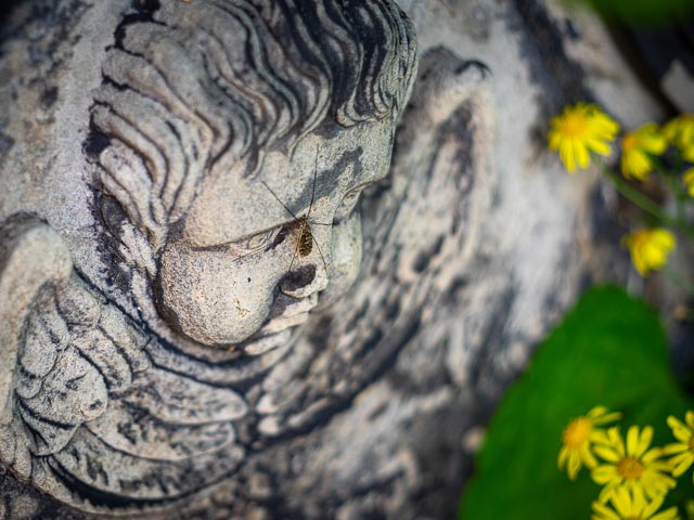 SMC Pentax-A 50mm f/1.2 gallery - Image 28