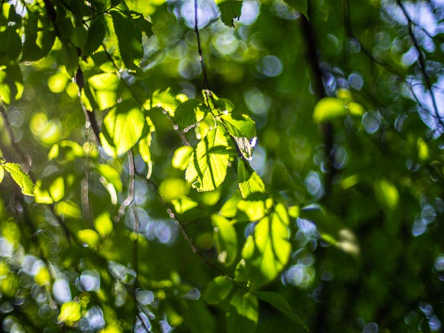 SMC Pentax-A 50mm f/1.2 gallery - Image 32