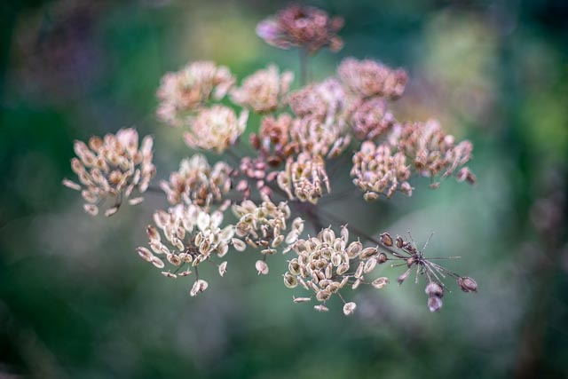 Super-Takumar 50mm f/1.4 (1st version with 8 elements) gallery 1