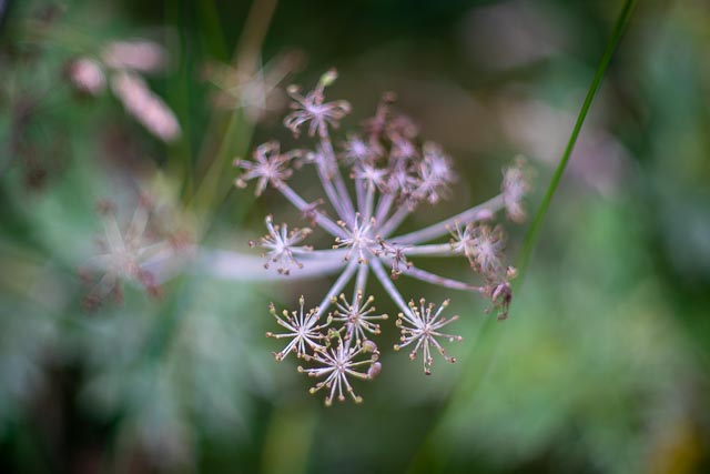 Super-Takumar 50mm f/1.4 (1st version with 8 elements) gallery 3