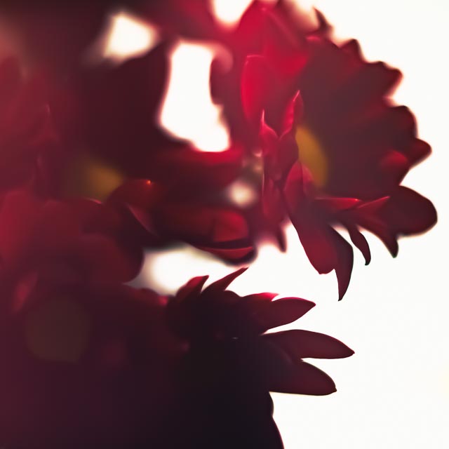 Freelensing gallery - Image 5