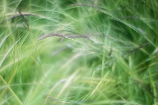 Helios 44-2 with front element reversed gallery 5