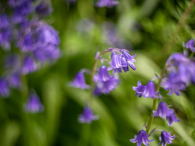 Helios lensbaby gallery 1