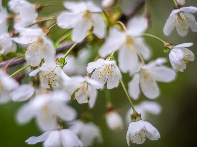 Helios lensbaby gallery 2