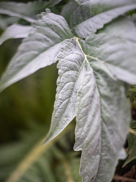 Helios lensbaby gallery 6