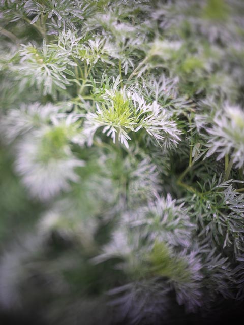 Helios lensbaby gallery 8