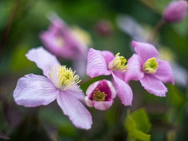 Helios lensbaby gallery 3