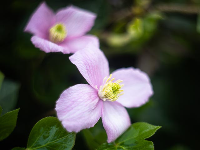 Helios lensbaby gallery 4