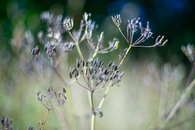 Bokeh modifers - Image 1 (without modifier)