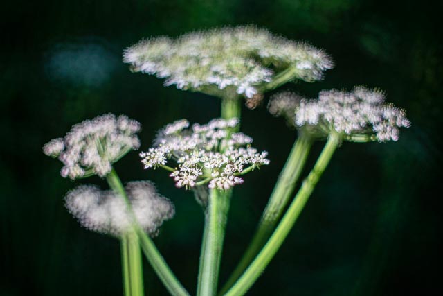 Bokeh modifers - Image 4 (with sink drainer modifier)