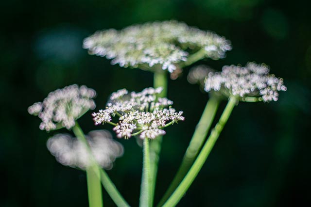Bokeh modifers - Image 3 (without modifier)