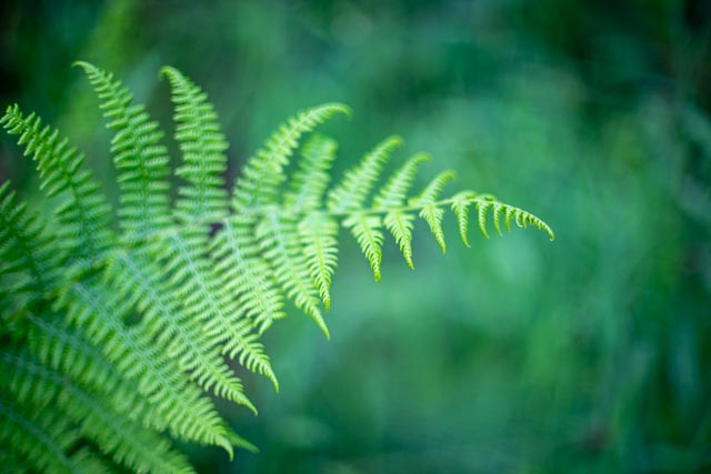 Bokeh modifers - Image 9 (without modifier)