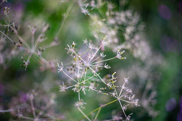 Bokeh modifers - Image 5 (without modifier)