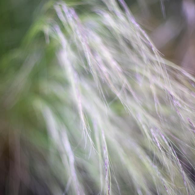Bokeh modifers - Image 11 (without modifier)