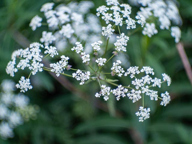 D mount cine lens gallery - Image 13
