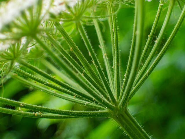 D mount cine lens gallery - Image 8