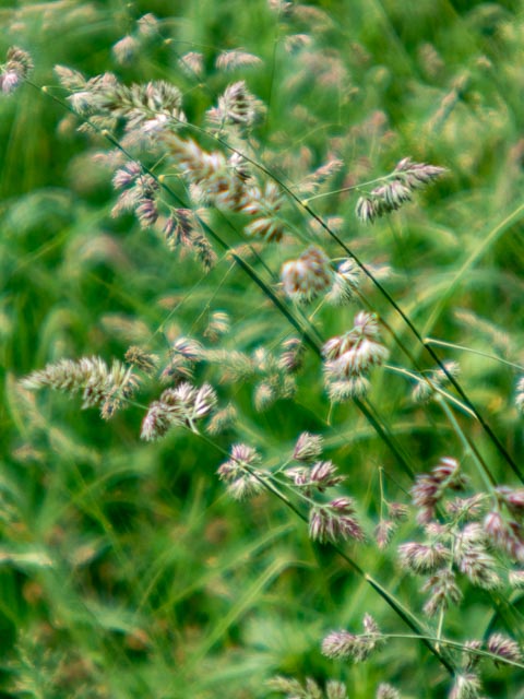 D mount cine lens gallery - Image 29
