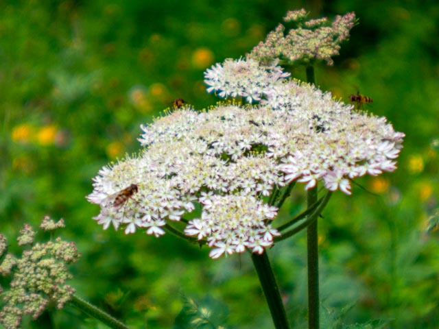 D mount cine lens gallery - Image 27