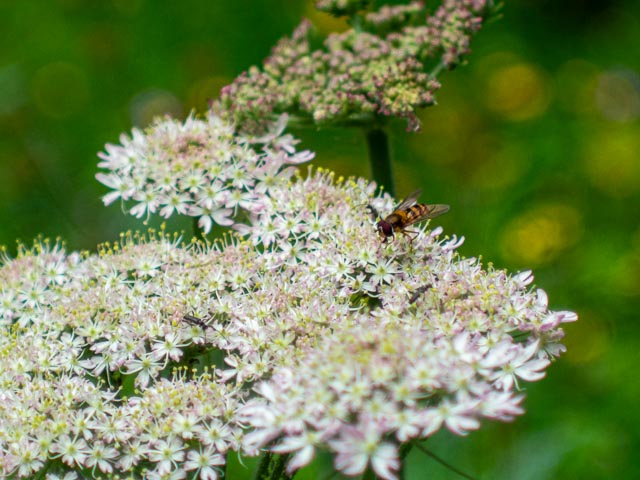 D mount cine lens gallery - Image 37