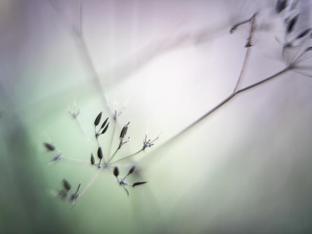 Bell & Howell 51mm f/1.2 gallery - Image 10