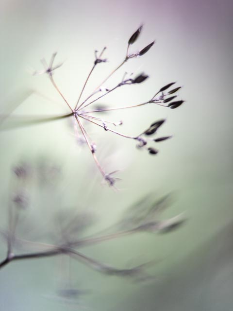 Bell & Howell 51mm f/1.2 gallery - Image 8