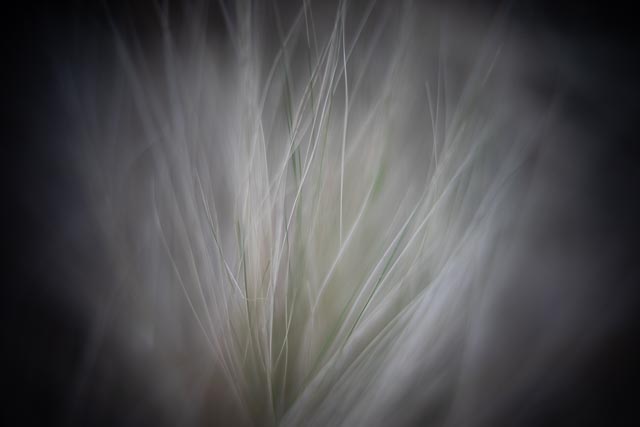 Bell & Howell 51mm f/1.2 gallery - Image 1 shown straight out of camera