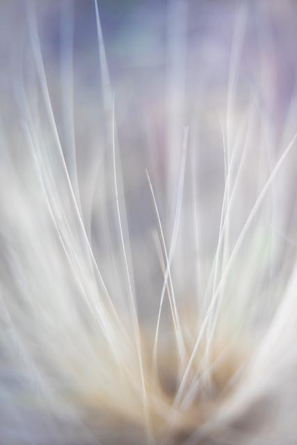 Bell & Howell 51mm f/1.2 gallery - Image 3