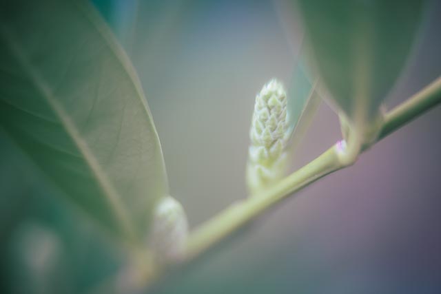 Bell & Howell 51mm f/1.2 gallery - Image 5