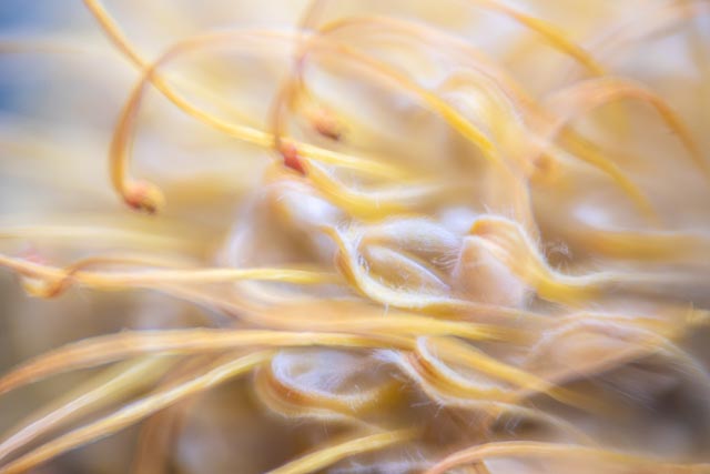 Bell & Howell Super D Proval 2inch f/1.4 gallery - Image 2