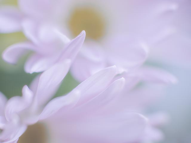 Isco-Optic Ultra-Star HD 90mm f/2 MC gallery - Image showing LoCA cropped out.