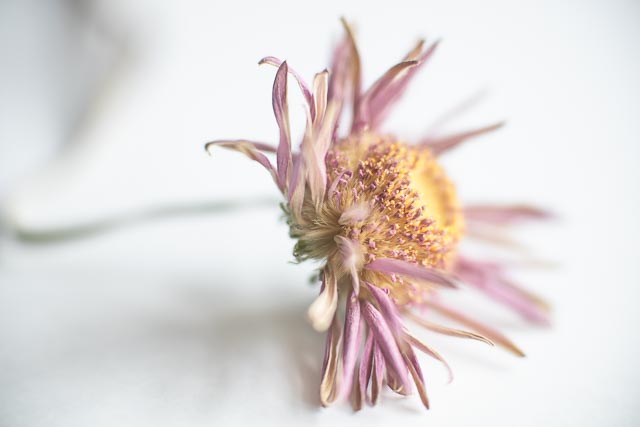 Isco-Optic Ultra-Star HD 90mm f/2 MC gallery - Image 26