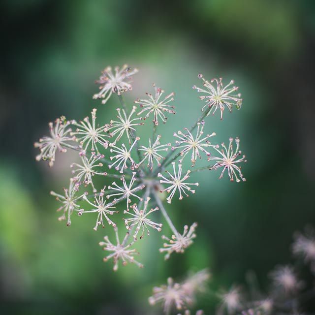Isco-Optic Ultra-Star HD 90mm f/2 MC gallery - Image 30