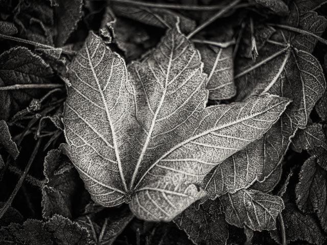 MC Schneider-Kreuznach Super-Cinelux 2/55mm gallery - Image 11
