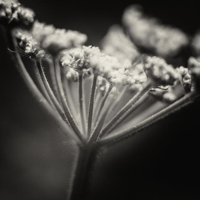 Turn a slide projector lens into a macro lens gallery - Image 2
